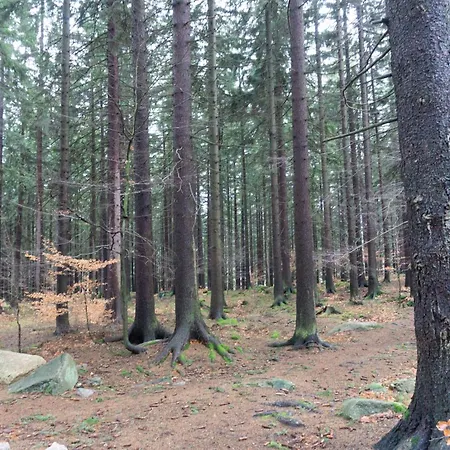 Widok Na Las, Pod Reglami *