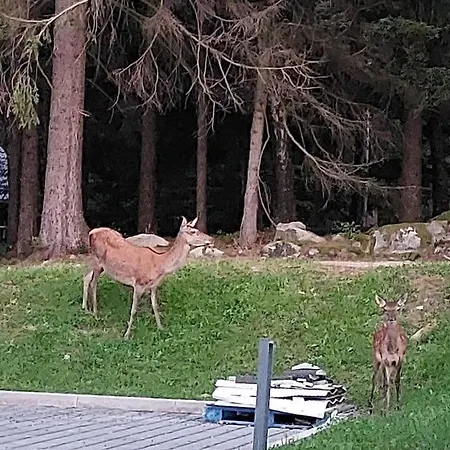 Widok Na Las, Pod Reglami Szklarska Poreba