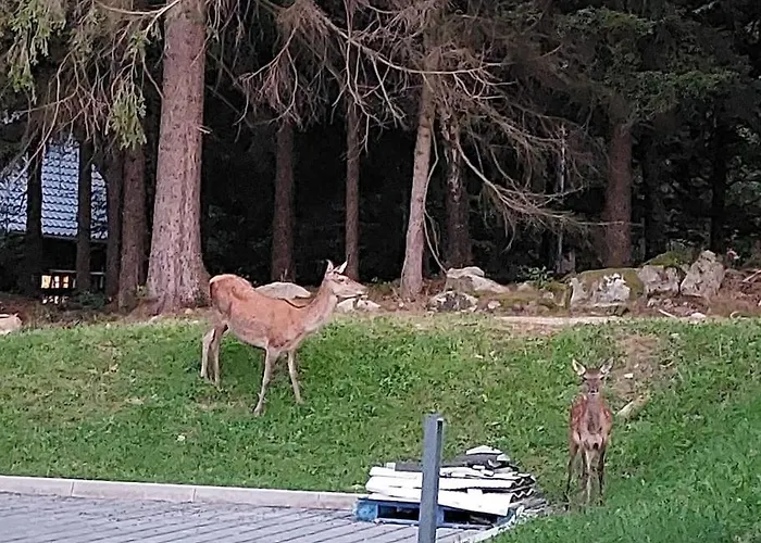Widok Na Las, Pod Reglami Sklářská Poruba